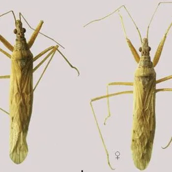 thumbnail for publication: Pale Damsel Bug Nabis capsiformis Germar (Insecta: Hemiptera: Nabidae)